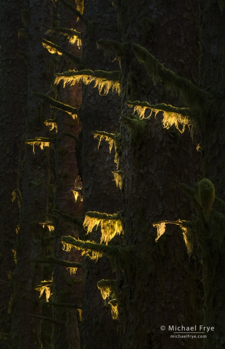 Lichen-covered branches, Olympic NP, WA, USA