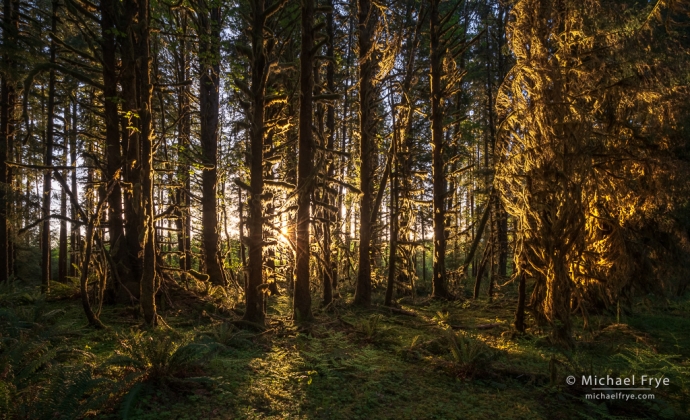 Sun setting in a temperate rainforest, Olympic NP, WA, USA
