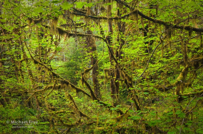 Vine maples and big-leaf maples, Olympic NP, WA, USA