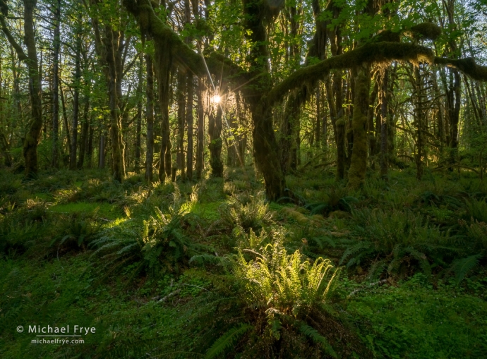 Maples and ferns, Olympic NP, WA, USA