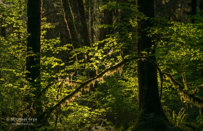 Backlit vine maples, Olympic NP, WA, USA