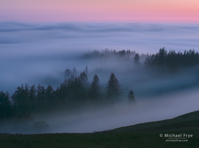 Trees and fog at sunset, northern California coast, USA