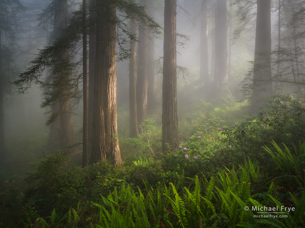 0223-25334 Redwoods, ferns, and rhododendrons, northern California coast, USA