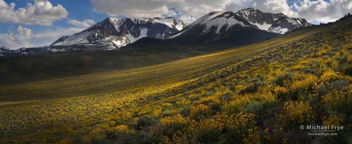 Fields of arrowleaf balsamroot below Sierra peaks, Inyo NF, CA, USA