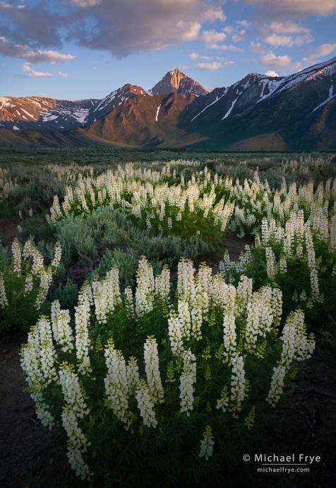 White lupines and Sierra Nevada peaks, CA, USA