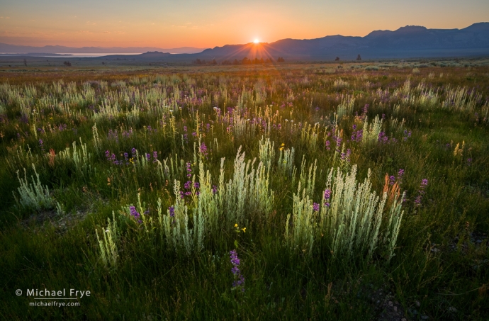 Sage and wildflowers at sunrise, eastern Sierra Nevada, CA, USA