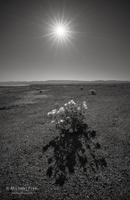 Prickly poppies in a burned area near Mono Lake, CA, USA