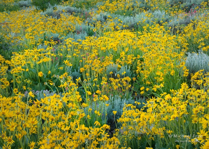 Arrow-leaf balsamroot, sagebrush, and paintbrush, Inyo NF, CA, USA