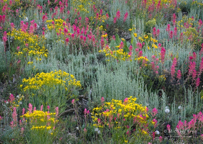 Wildflowers, Inyo NF, CA, USA