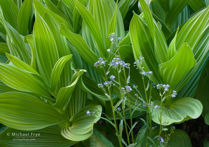 Corn lilies and forget-me-nots, Toiyabe NF, CA, USA