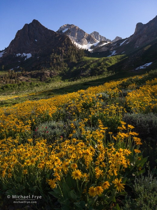 Peaks and wildflowers, Inyo NF, CA, USA