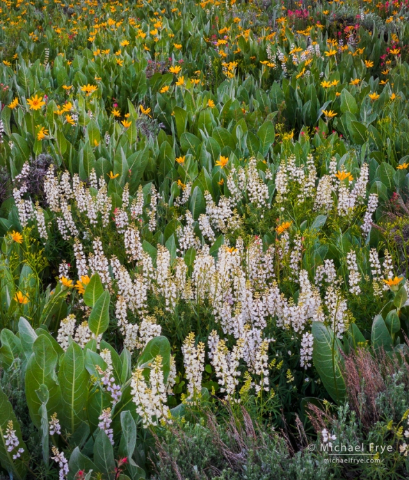 White lupines, mule's ears, and paintbrush, Inyo NF, CA, USA