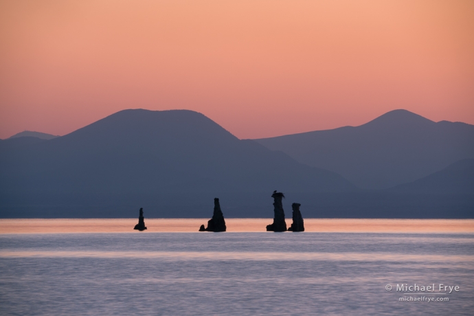 Tufa formations and osprey at sunrise, Mono Lake, CA, USA