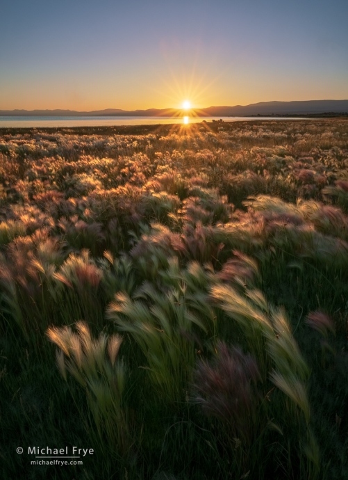 Grasses along the shore of Mono Lake at sunrise, CA, USA