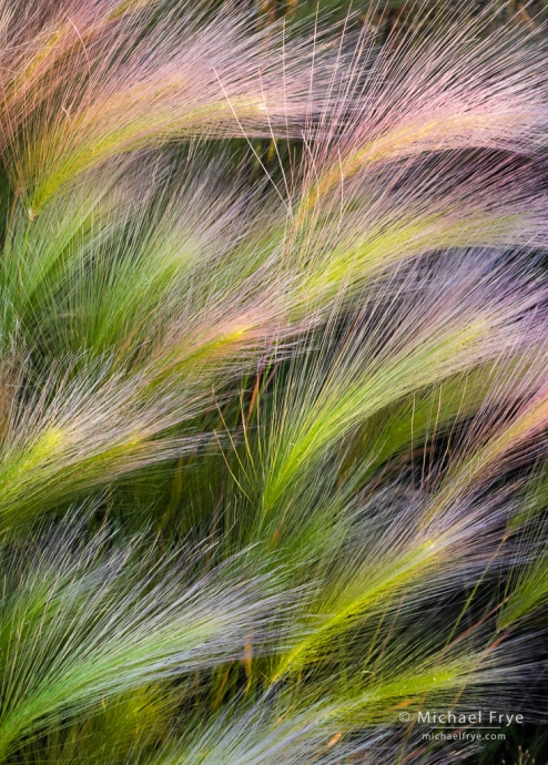 Grasses near the shore of Mono Lake, CA, USA