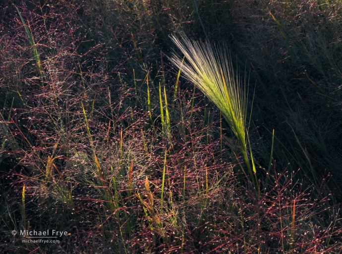 Grasses near the shore of Mono Lake, CA, USA