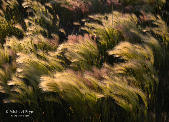 Grasses near the shore of Mono Lake, CA, USA