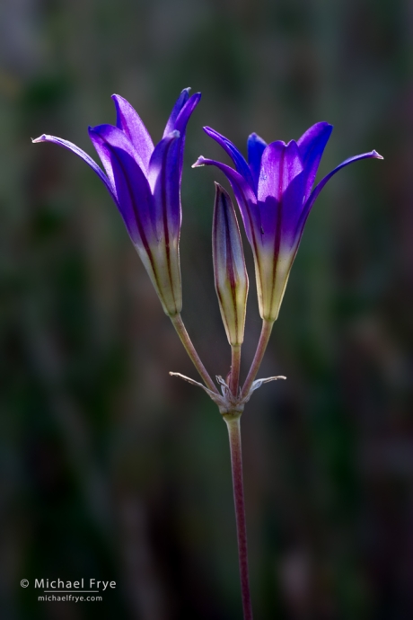 Harvest brodiaea, Mariposa County, CA, USA