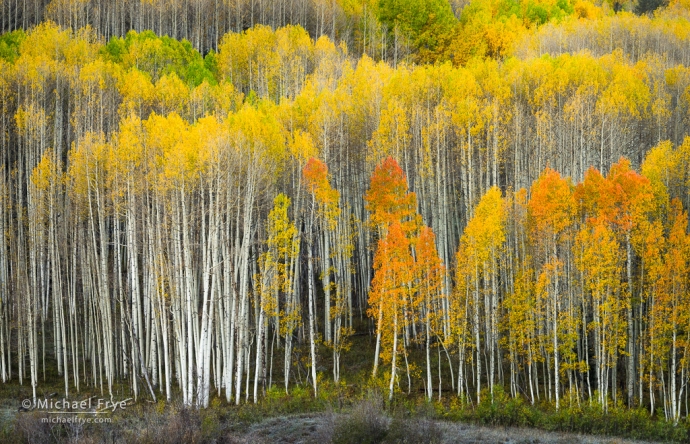 Aspen-covered hillside, Gunnison NF, CO, USA