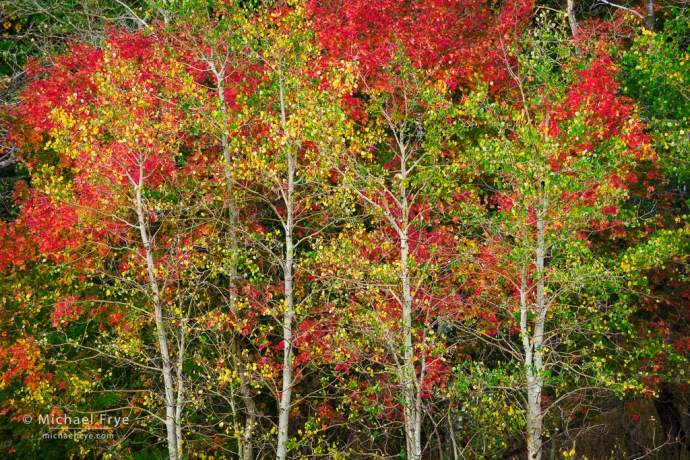 Aspens and bigtooth maples, northern Utah, USA