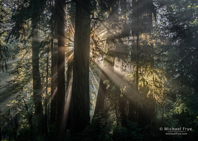 Sunbeams in a redwood forest, northern California, USA (HDR Version)