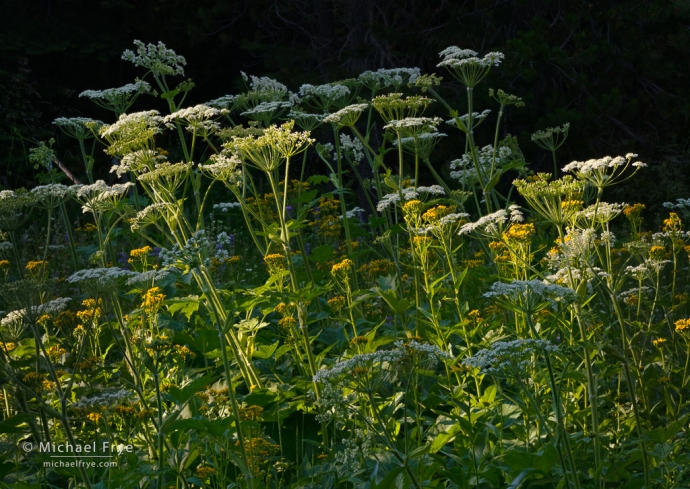 Cow parsnips and arrowleaf butterweeds, Yosemite NP, CA, USA