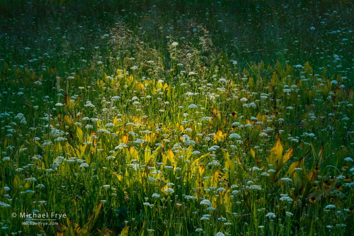 Backlit yampa and corn lilies, Yosemite NP, CA, USA