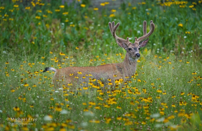Mule deer buck and wildflowers, Yosemite NP, CA, USA