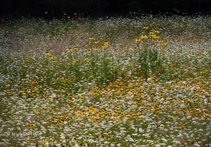 Coneflowers, sneezeweeds, and yampa, Yosemite NP, CA, USA