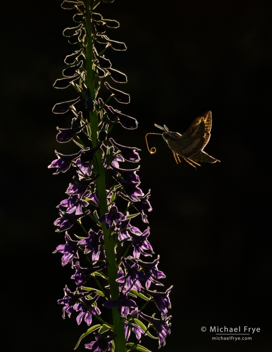 White-lined sphinx moth and larkspur, Yosemite NP, CA, USA