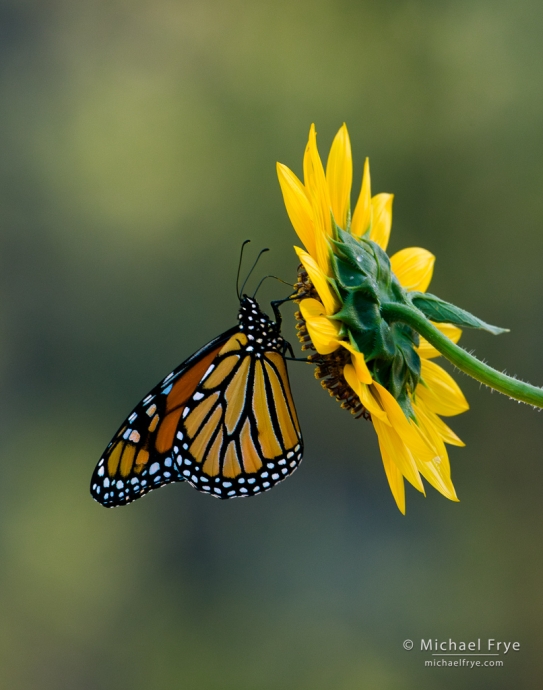 Monarch butterfly and sunflower, Mariposa County, CA, USA