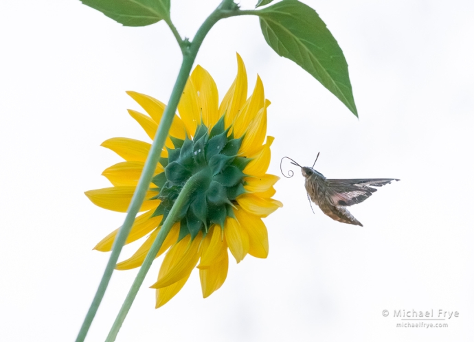 White-lined sphinx moth and sunflower, Mariposa County, CA, USA
