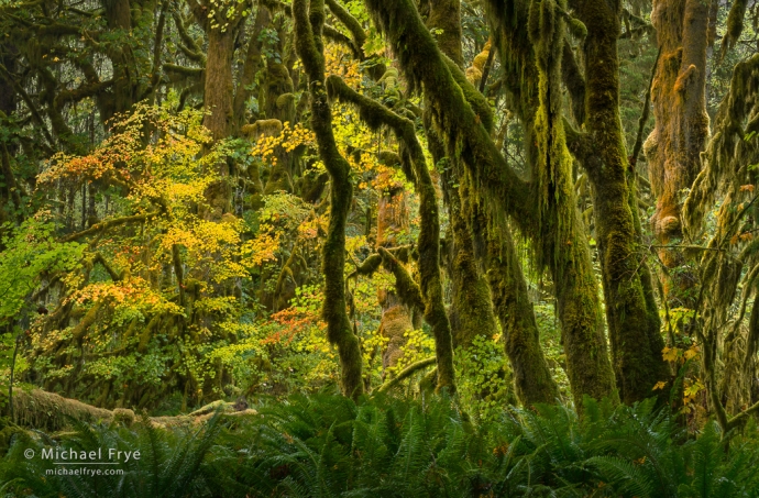 Vine maples and big-leaf maples, autumn, Olympic NP, WA, USA