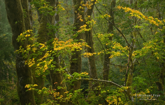 Vine maple and big-leaf maples, Olympic NP, WA, USA