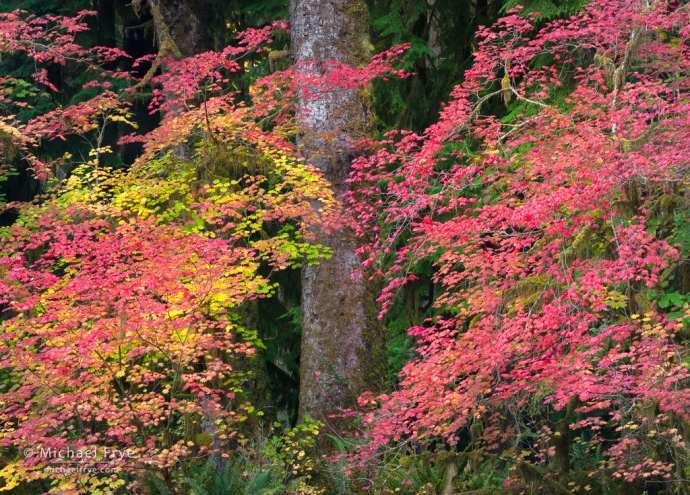 Vine maples and spruce trunk, Olympic NP, WA, USA