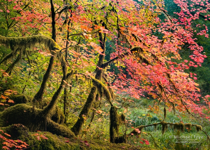 Vine maples, autumn, Olympic NP, WA, USA