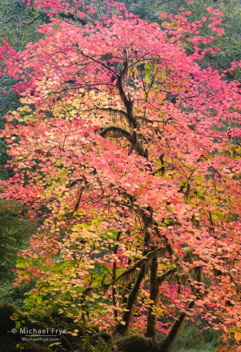 Vine maple, autumn, Olympic NP, WA, USA