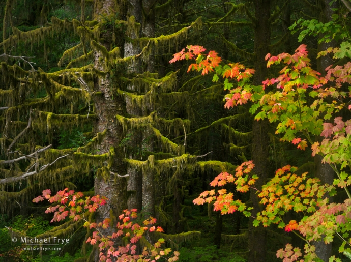 Vine maples and Sitka spruce trees, Olympic NP, WA, USA