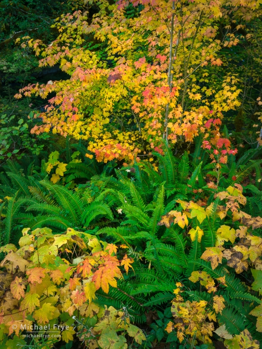 Ferns and vine maples, Olympic NP, WA, USA