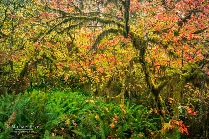 Vine maples and ferns, Olympic NP, WA, USA