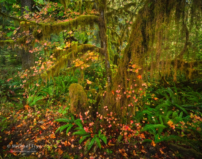 Vine maple, autumn, Olympic NP, WA, USA