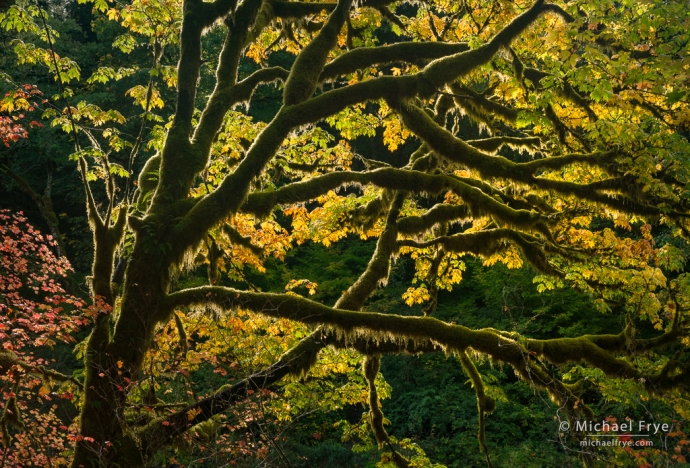 Backlit maples, Olympic NP, WA, USA