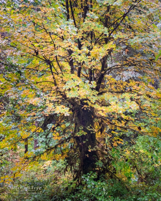 Big-leaf maple in the rain, Olympic NP, WA, USA