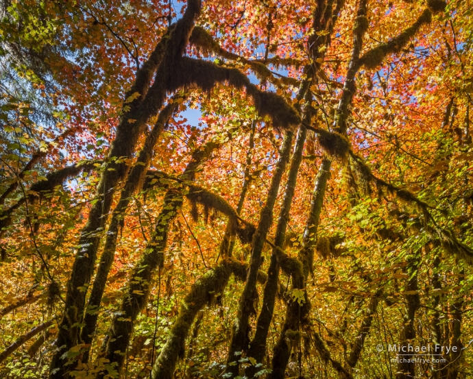 Backlit vine maples, Olympic NP, WA, USA