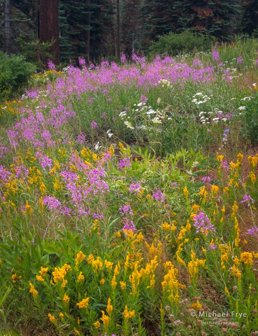 Fireweed, goldenrod, and yarrow, Yosemite NP, CA, USA