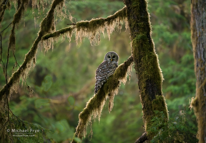 Barred owl, Olympic NP, WA, USA