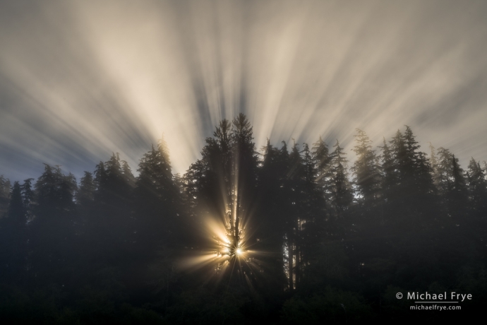 Sunbeams through hemlocks, Olympic NP, WA, USA