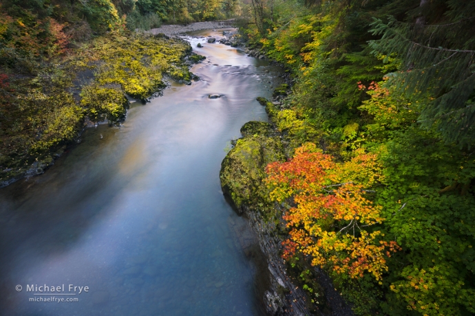 River lined with vine maples, autumn, Olympic NP, WA, USA