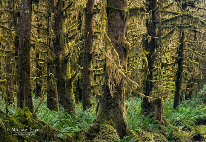 Lichen-draped spruce trees, Olympic NP, WA, USA