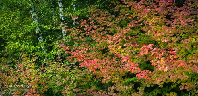 Alders and vine maples, Olympic NP, WA, USA